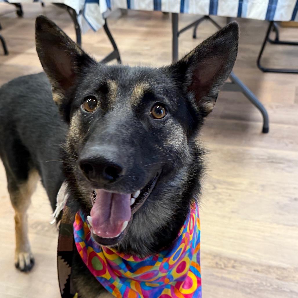 Enlarge Shiva, a Adoptable German Shepherd Dog in Durango, CO image 2/6
