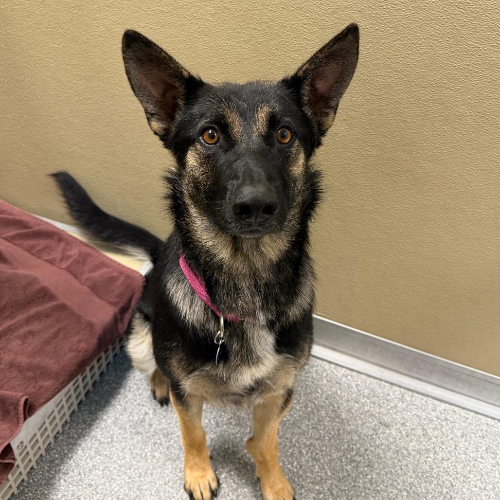 Enlarge Shiva, a Adoptable German Shepherd Dog in Durango, CO image 2/3