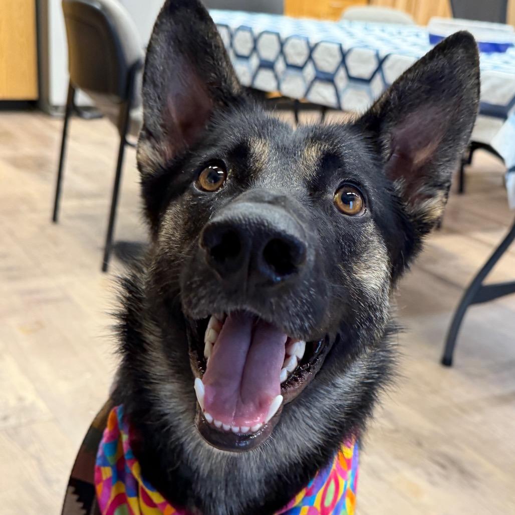Enlarge Shiva, a Adoptable German Shepherd Dog in Durango, CO image 4/6