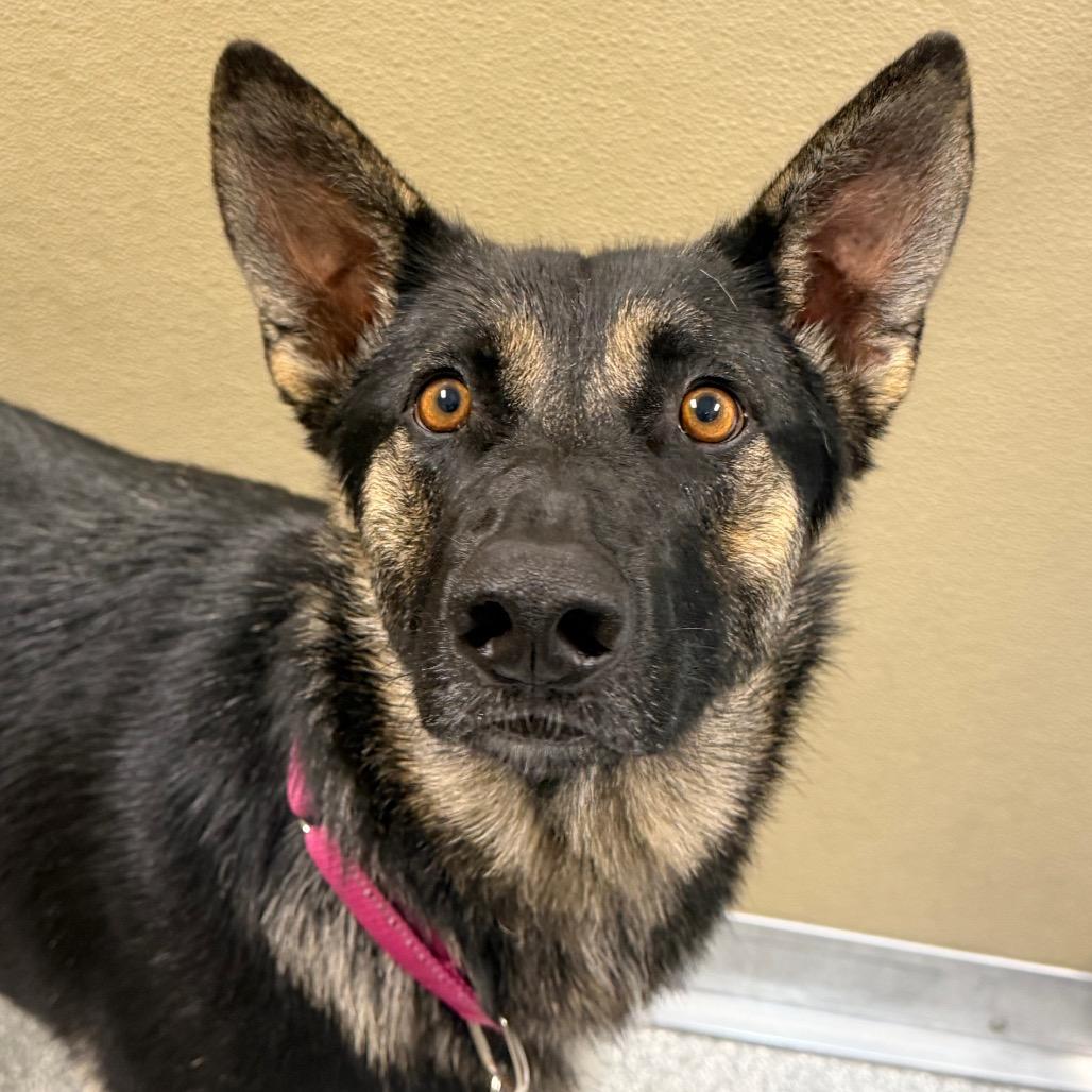 Enlarge Shiva, a Adoptable German Shepherd Dog in Durango, CO image 3/3