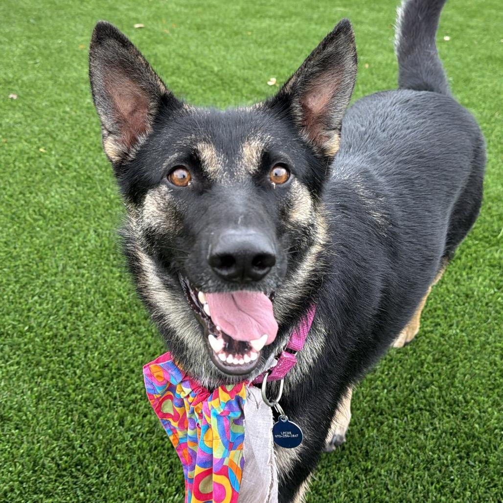 Enlarge Shiva, a Adoptable German Shepherd Dog in Durango, CO image 6/6