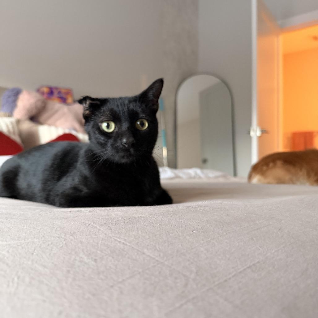 Enlarge Freddie, a Adoptable Domestic Short Hair in Newark, NJ image 1/4