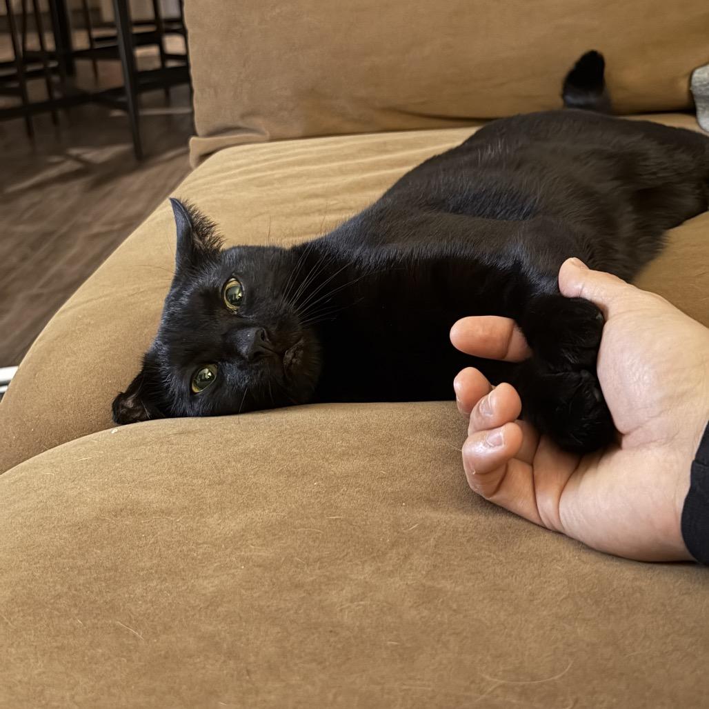 Enlarge Freddie, a Adoptable Domestic Short Hair in Newark, NJ image 2/4