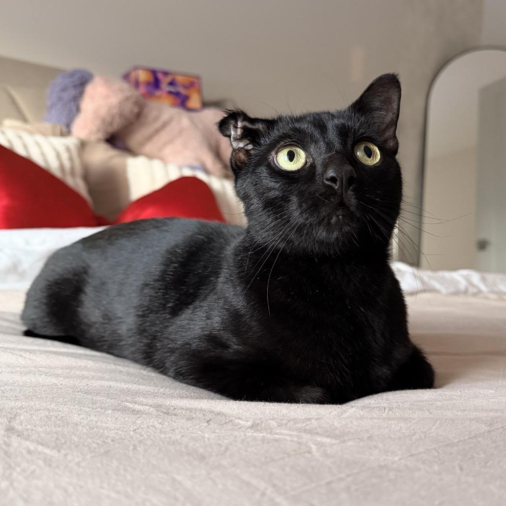 Enlarge Freddie, a Adoptable Domestic Short Hair in Newark, NJ image 4/4