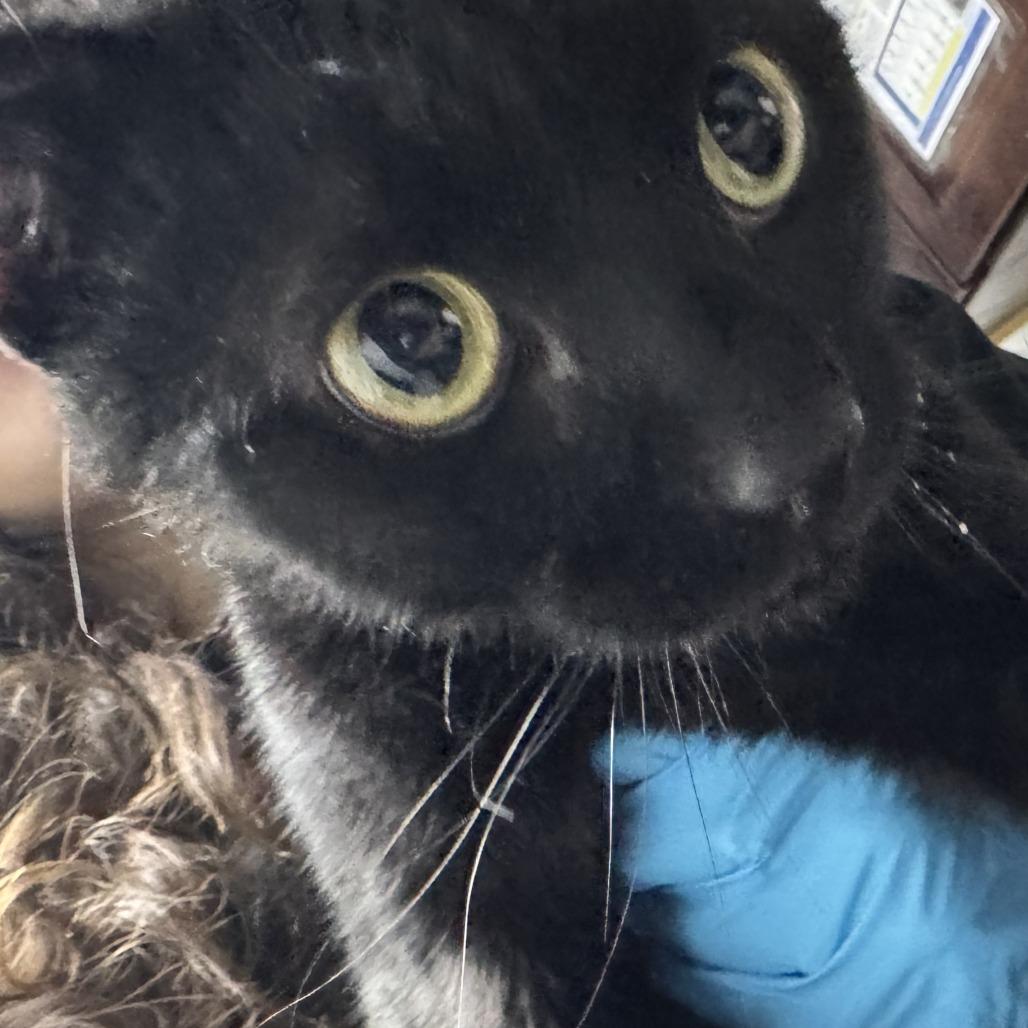 Enlarge Freddie, a Adoptable Domestic Short Hair in Newark, NJ image 1/1