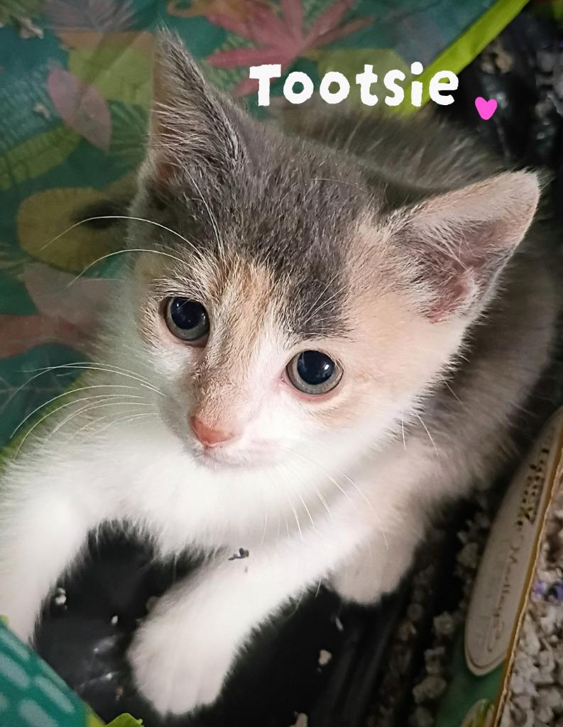 Enlarge Tootsie Candy, a Adoptable mixed breed in Parkville, MD image 1/1