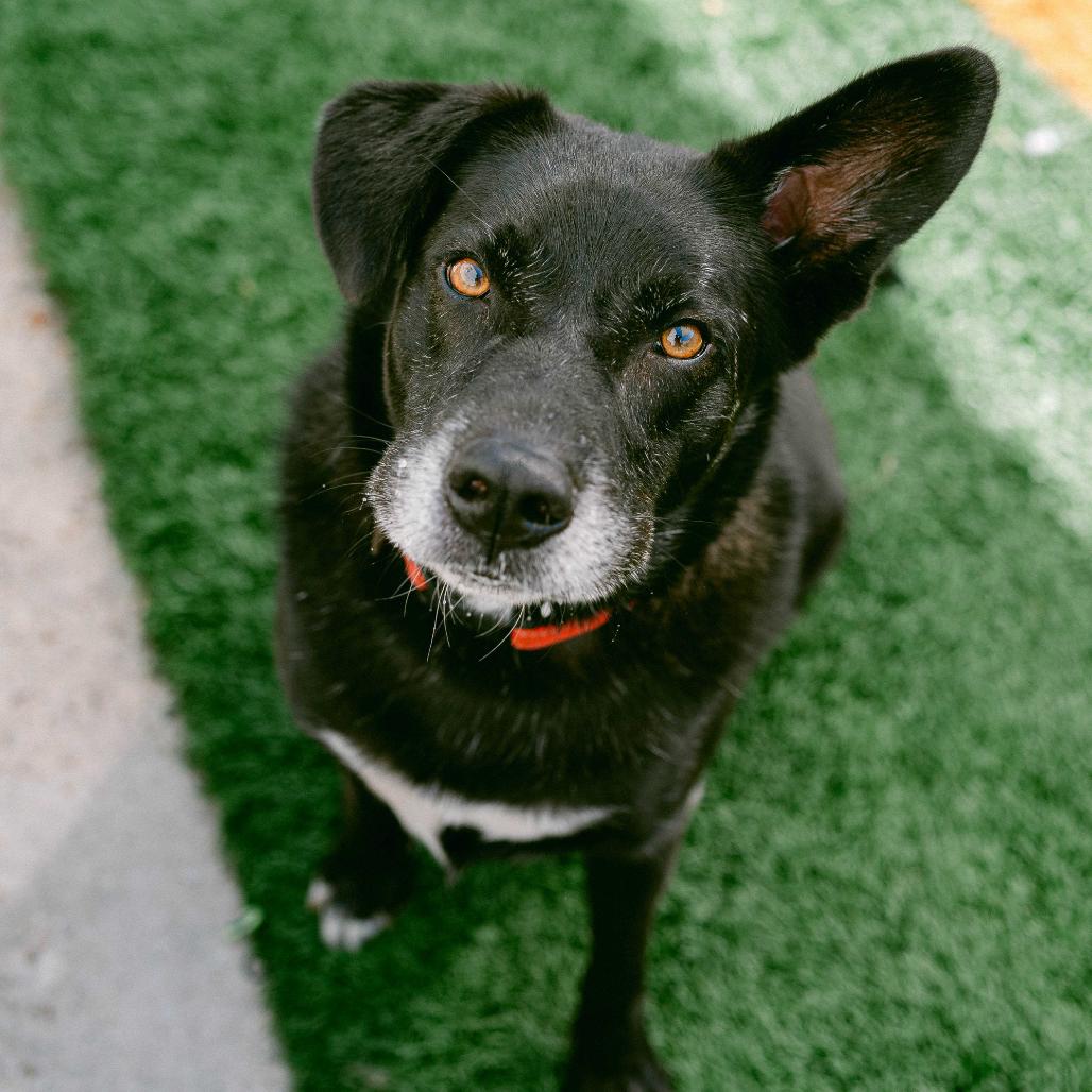Baxter (Reduced Rover), Adoptable, Adult Male Australian Kelpie.