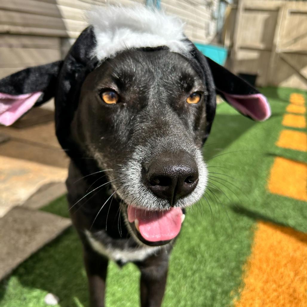 Baxter (Reduced Rover), a Adoptable Australian Kelpie in New Orleans, LA image 3/6