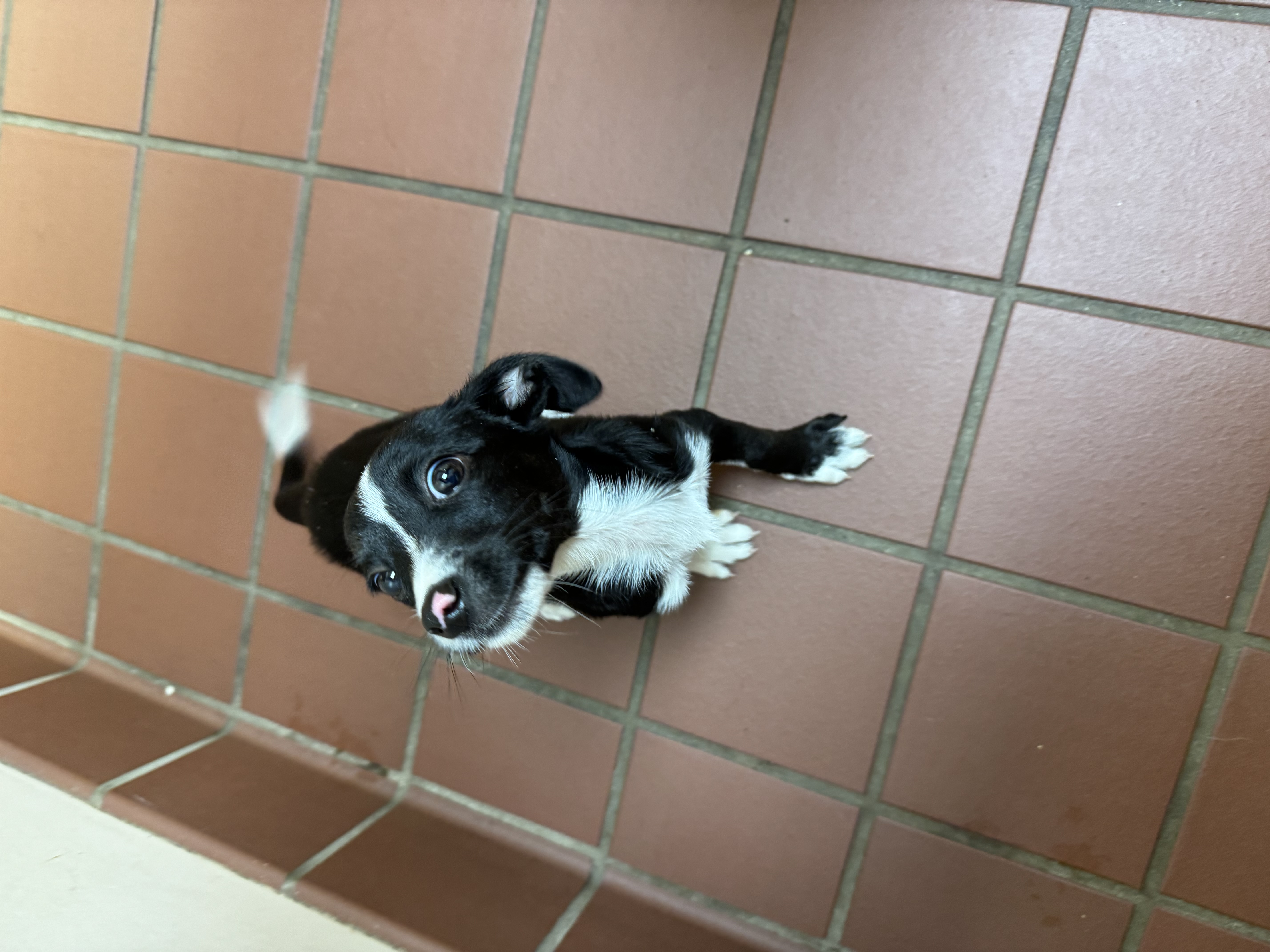 No longer Available -Snickerdoodle, Adopted, Puppy Male Chihuahua & Dachshund.