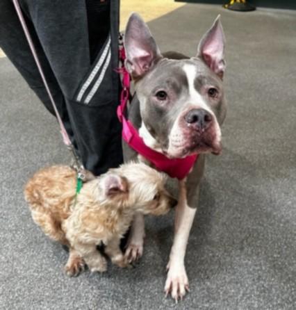 Enlarge TWINKLE, a Adoptable Mixed Breed in Los Angeles, CA image 1/1