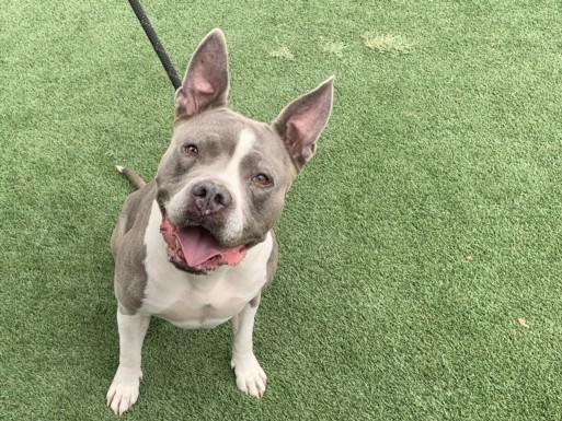 Enlarge TWINKLE, a Adoptable Mixed Breed in Los Angeles, CA image 1/1