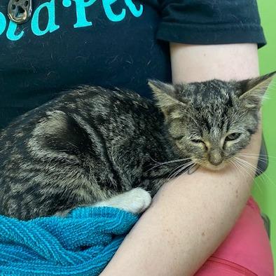 Celine, Adoptable, Kitten Female Domestic Short Hair.