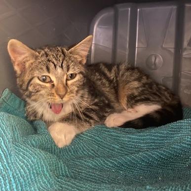 Enlarge Celine, a Adoptable Domestic Short Hair in Emporia, KS image 2/6