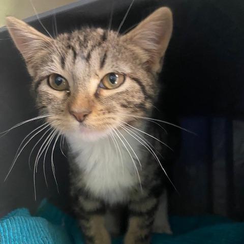 Enlarge Celine, a Adoptable Domestic Short Hair in Emporia, KS image 3/6