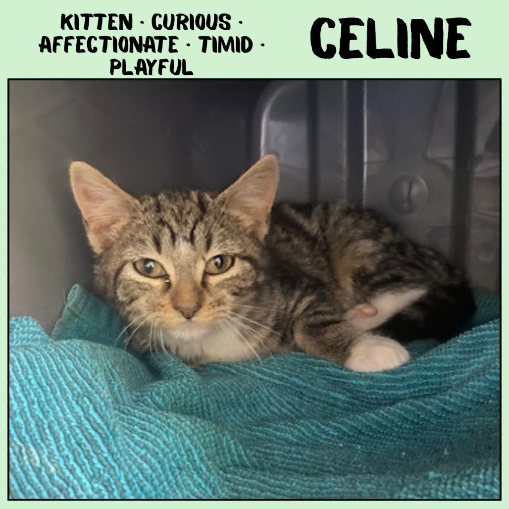 Enlarge Celine, a Adoptable Domestic Short Hair in Emporia, KS image 4/6