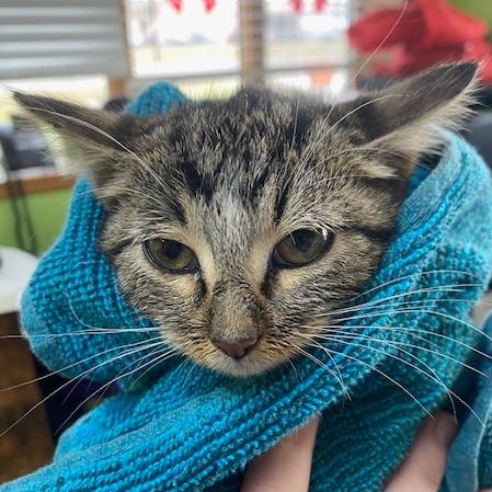 Enlarge Celine, a Adoptable Domestic Short Hair in Emporia, KS image 5/6