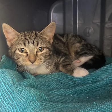 Enlarge Celine, a Adoptable Domestic Short Hair in Emporia, KS image 6/6