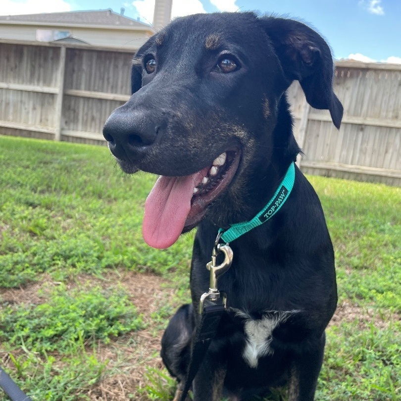 Enlarge Vino, a Adoptable mixed breed in Portland, OR image 1/6