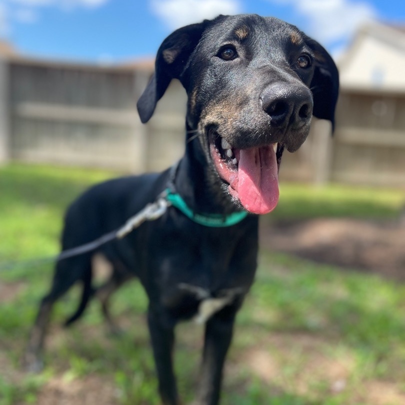 Enlarge Vino, a Adoptable mixed breed in Portland, OR image 3/6