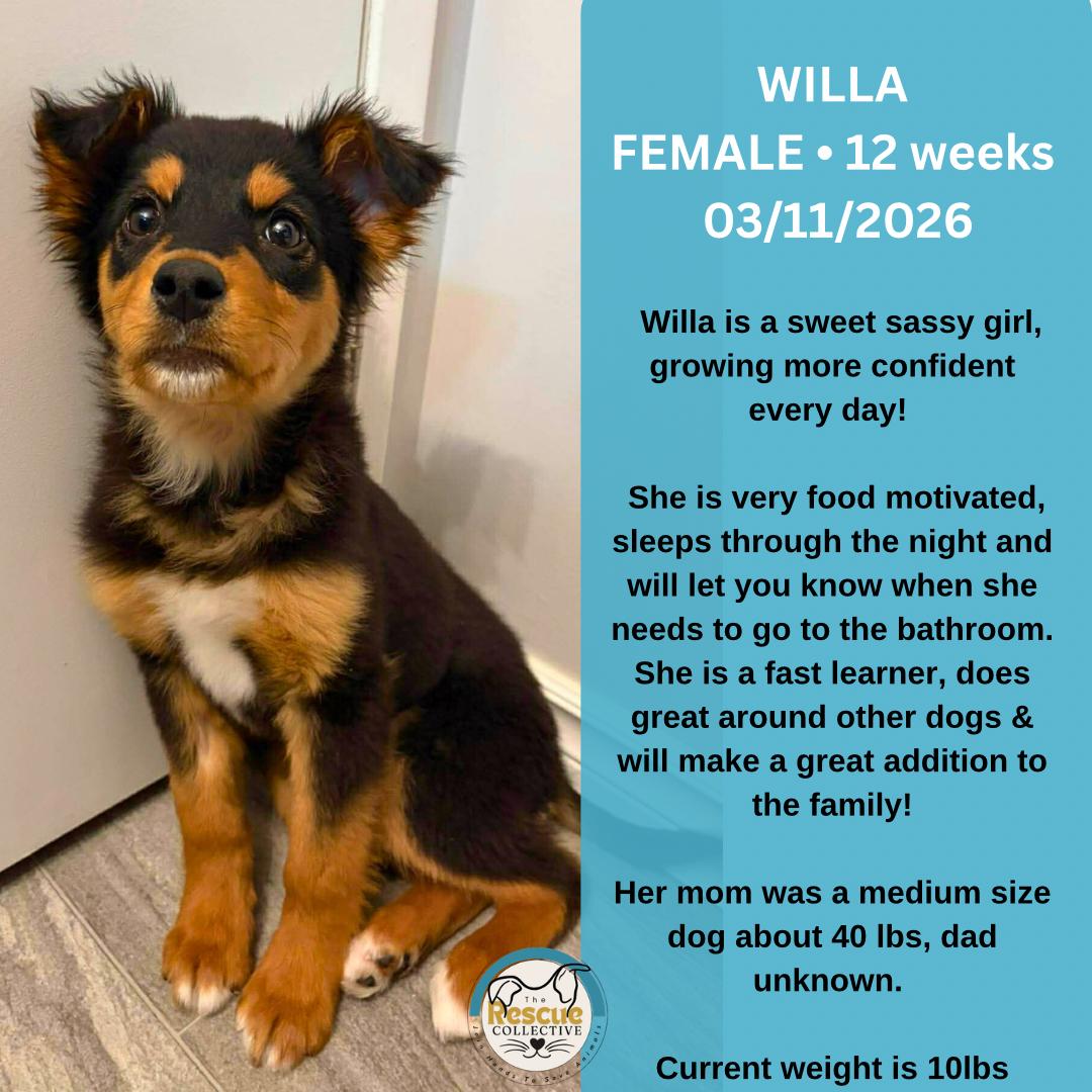 Willa, ADOPTABLE, Young Female Mixed Breed.