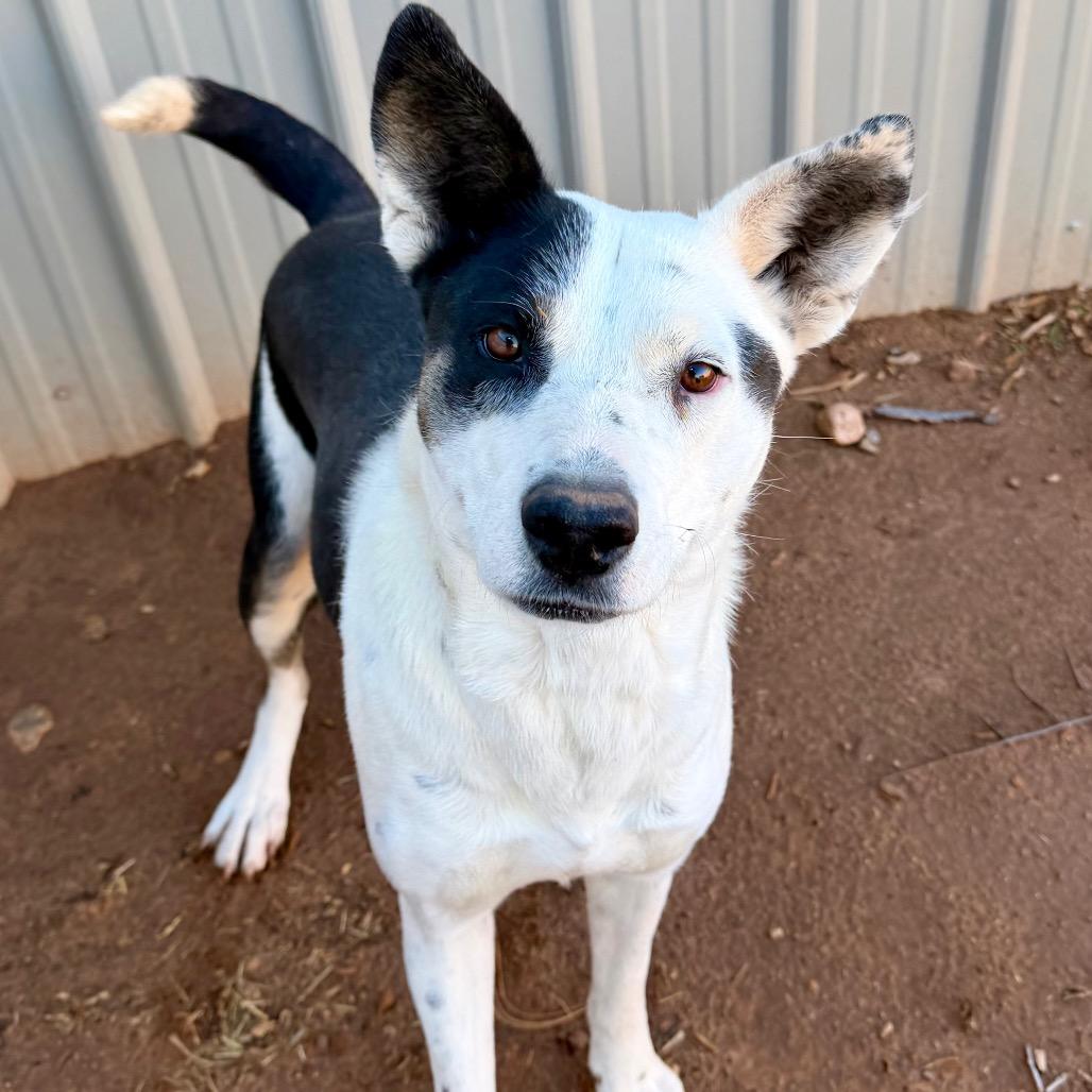Enlarge Poinsettia, a Adoptable Mixed Breed in Moab, UT image 1/6