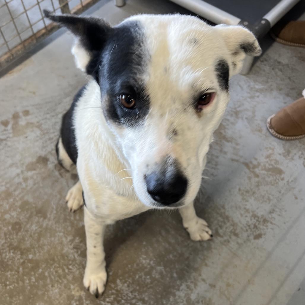 Enlarge Poinsettia, a Adoptable Mixed Breed in Moab, UT image 2/6