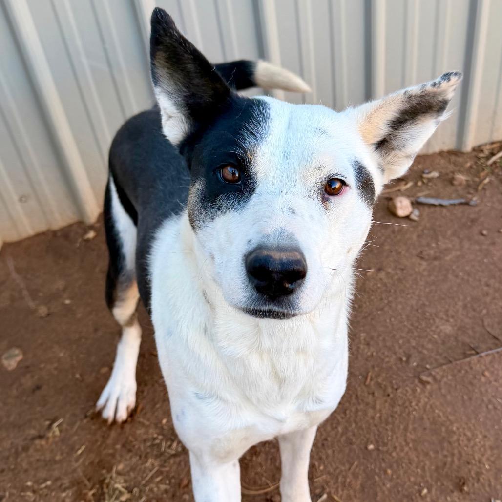 Enlarge Poinsettia, a Adoptable Mixed Breed in Moab, UT image 4/6