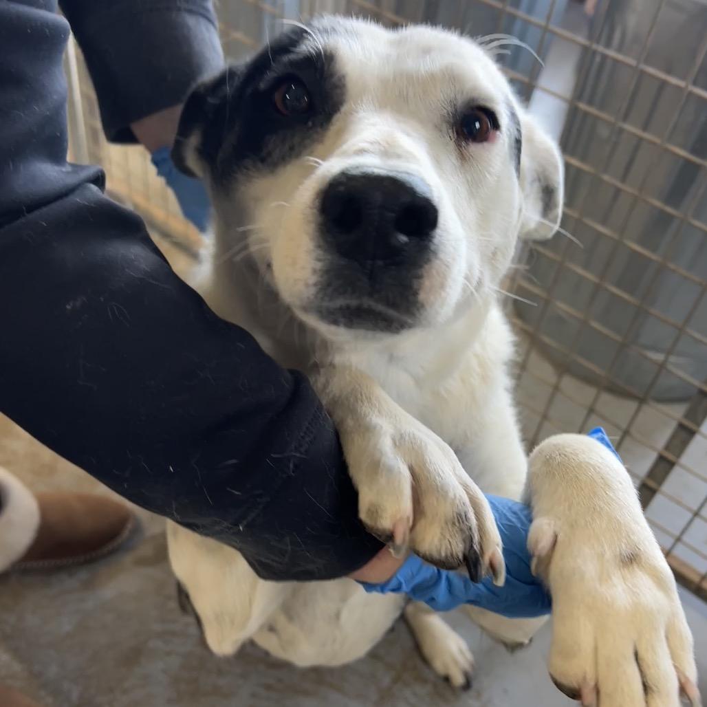Enlarge Poinsettia, a Adoptable Mixed Breed in Moab, UT image 5/6