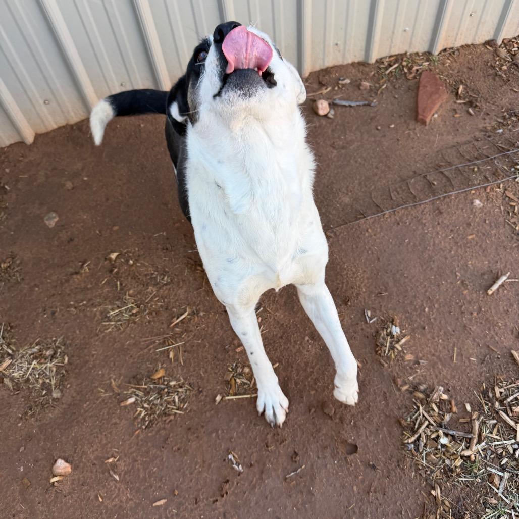 Enlarge Poinsettia, a Adoptable Mixed Breed in Moab, UT image 6/6