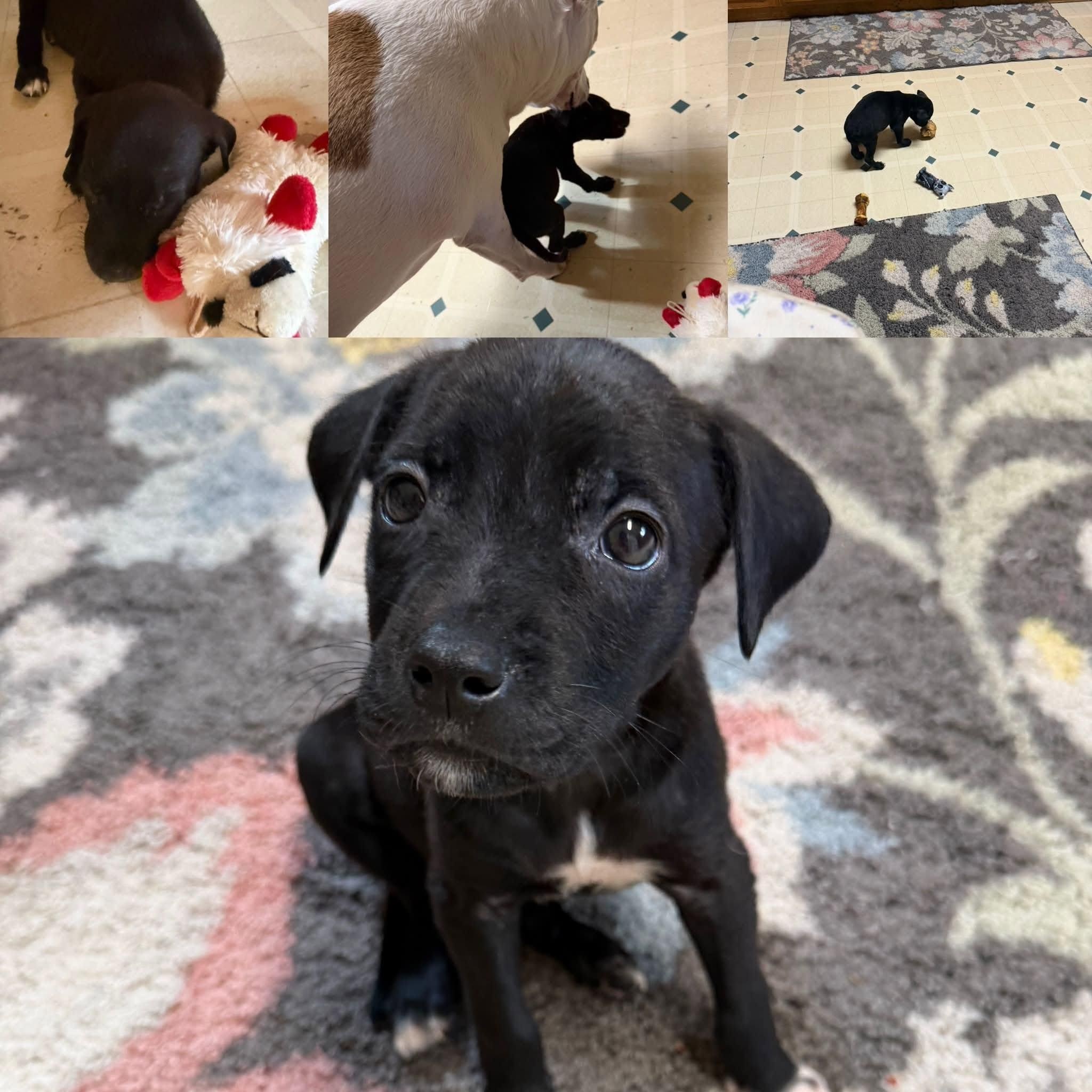 Sleepy, Adopted, Puppy Female Mixed Breed.