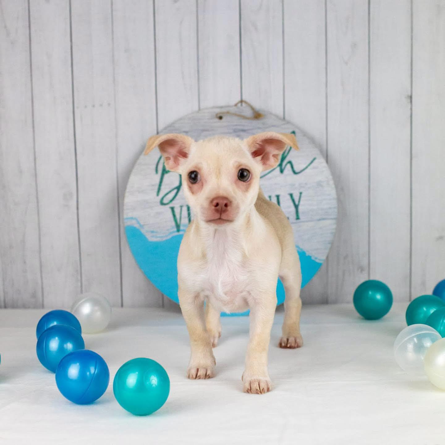 Trellis, adopted, Puppy Male Boxer & Mixed Breed.