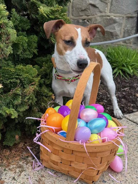 Enlarge Roe, a Adoptable Jack Russell Terrier in Lancaster, PA image 1/1
