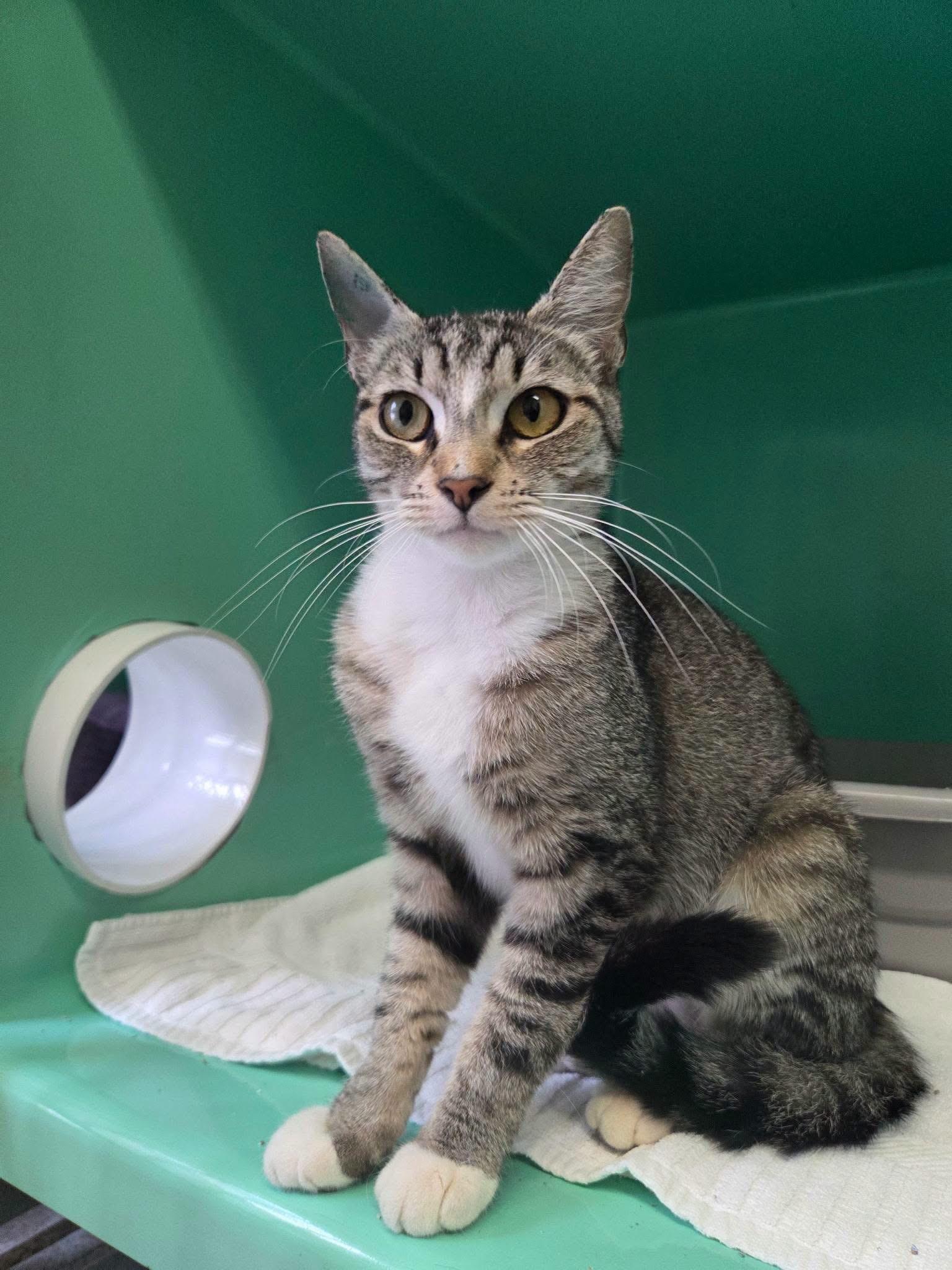 Enlarge Maizy, a ADOPTABLE Tabby in Crescent City, CA image 1/1
