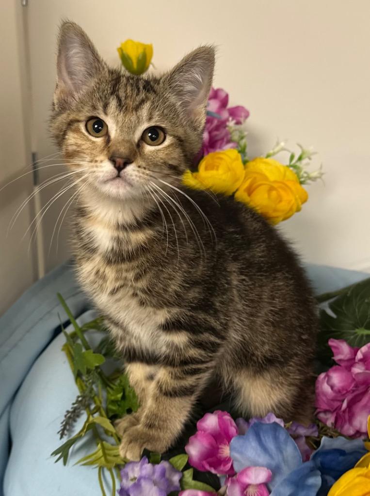 1/5/26 Illyria, Adoptable, Kitten Female Domestic Short Hair.