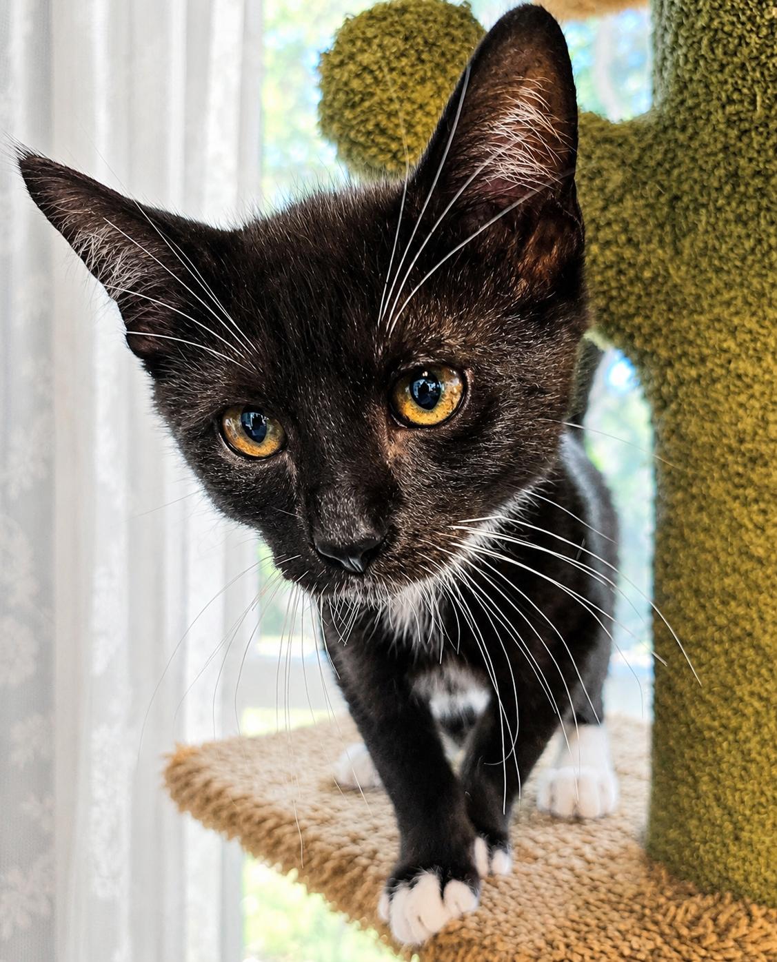 Enlarge Toast, a ADOPTABLE mixed breed in Greensboro, NC image 2/3