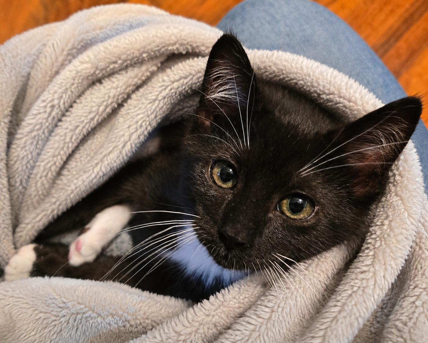 Enlarge Toast, a ADOPTABLE mixed breed in Greensboro, NC image 1/3