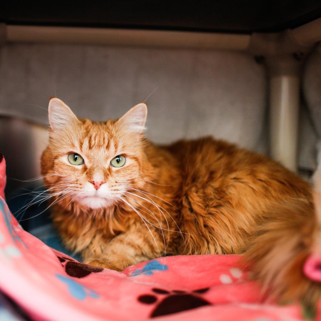 Enlarge Kitty, a Adoptable Domestic Medium Hair in Dover, NH image 1/6