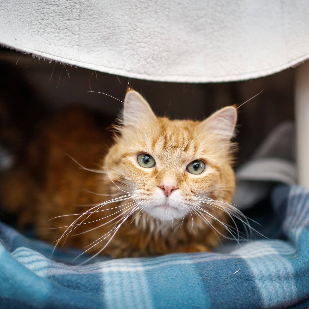 Enlarge Kitty, a Adoptable Domestic Medium Hair in Dover, NH image 3/6