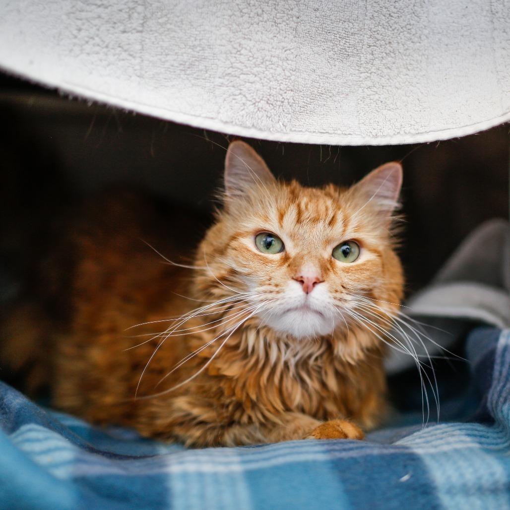 Enlarge Kitty, a Adoptable Domestic Medium Hair in Dover, NH image 4/6