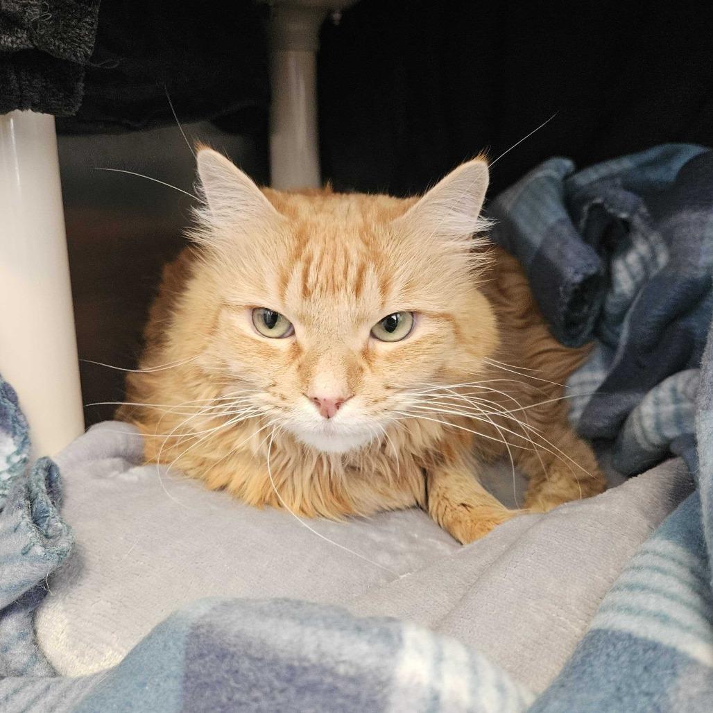 Enlarge Kitty, a Adoptable Domestic Medium Hair in Dover, NH image 5/6