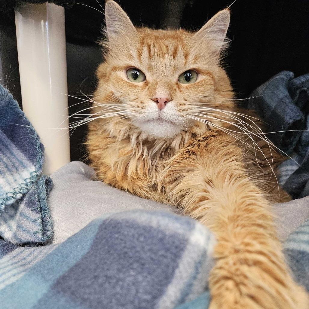 Enlarge Kitty, a Adoptable Domestic Medium Hair in Dover, NH image 6/6
