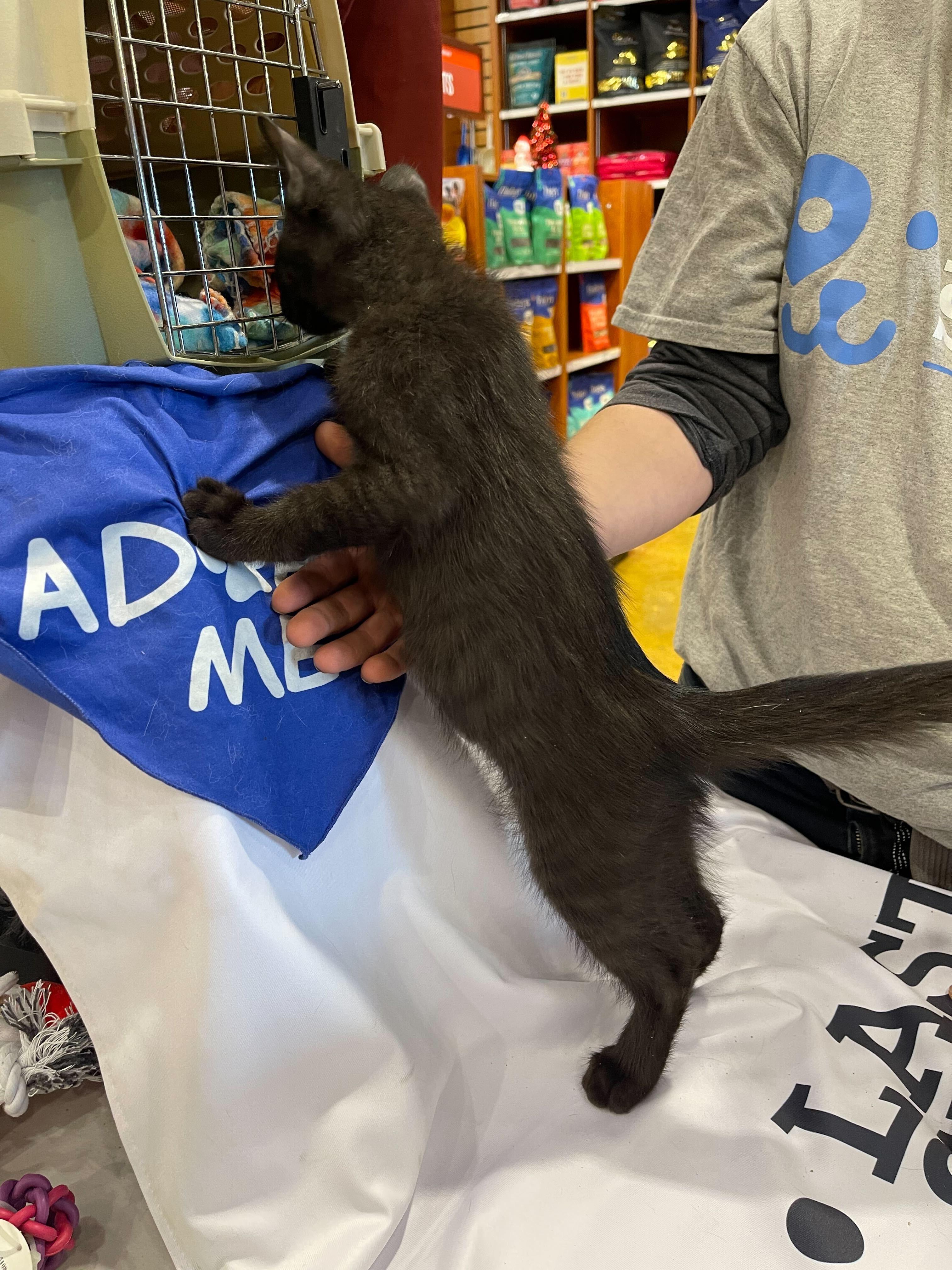 Licorice *Bonded Pair*