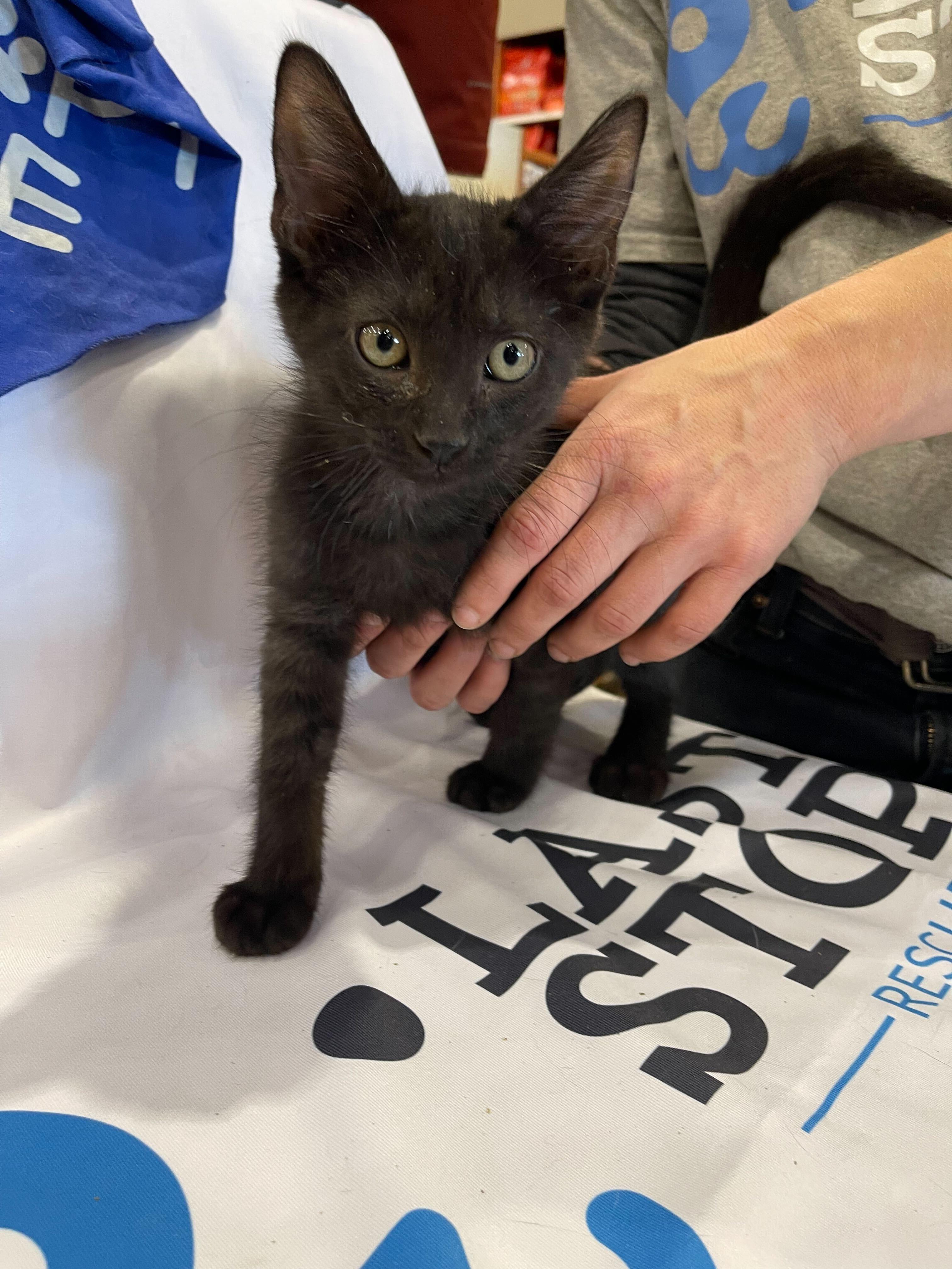 Licorice *Bonded Pair*