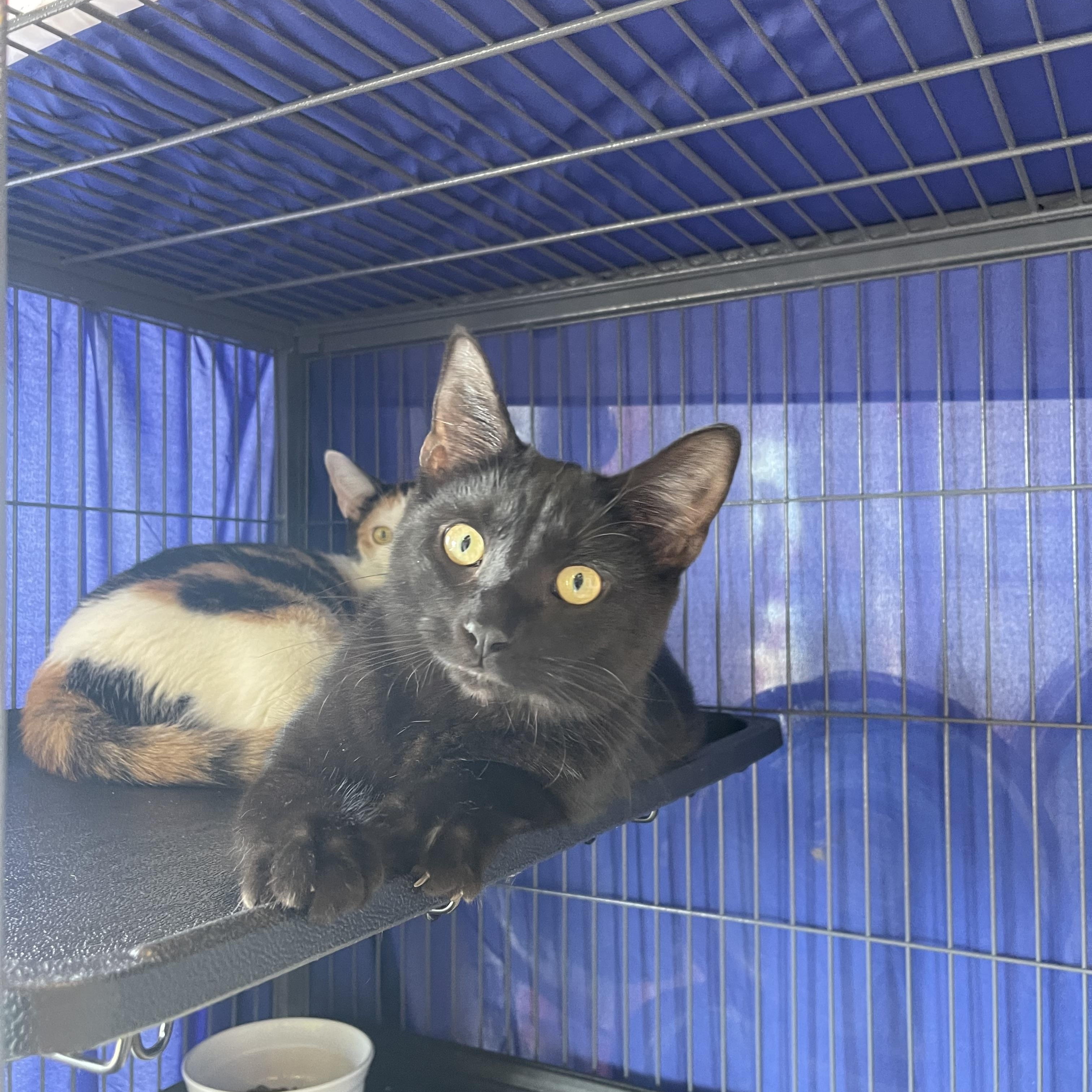 Licorice *Bonded Pair*