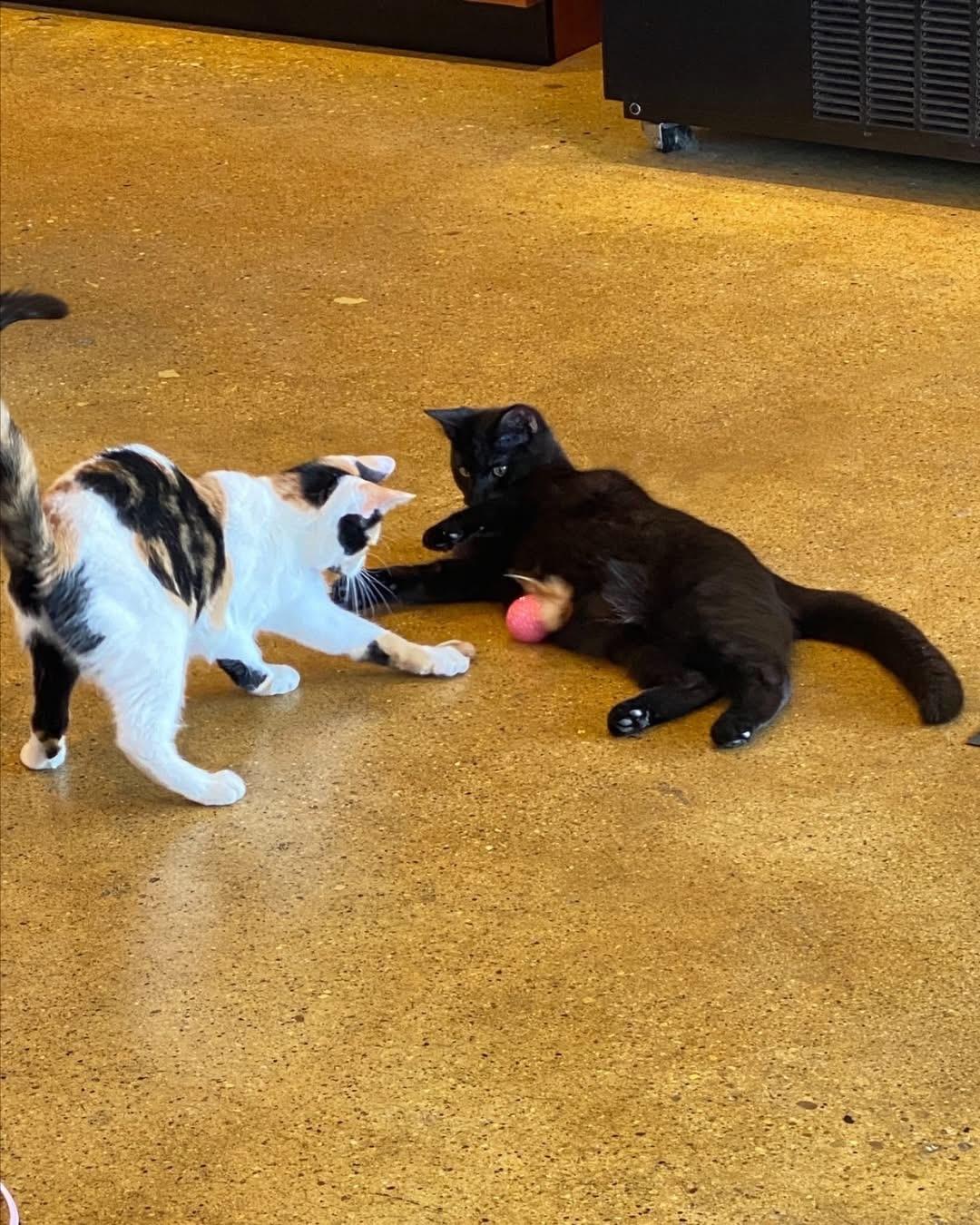 Licorice *Bonded Pair*