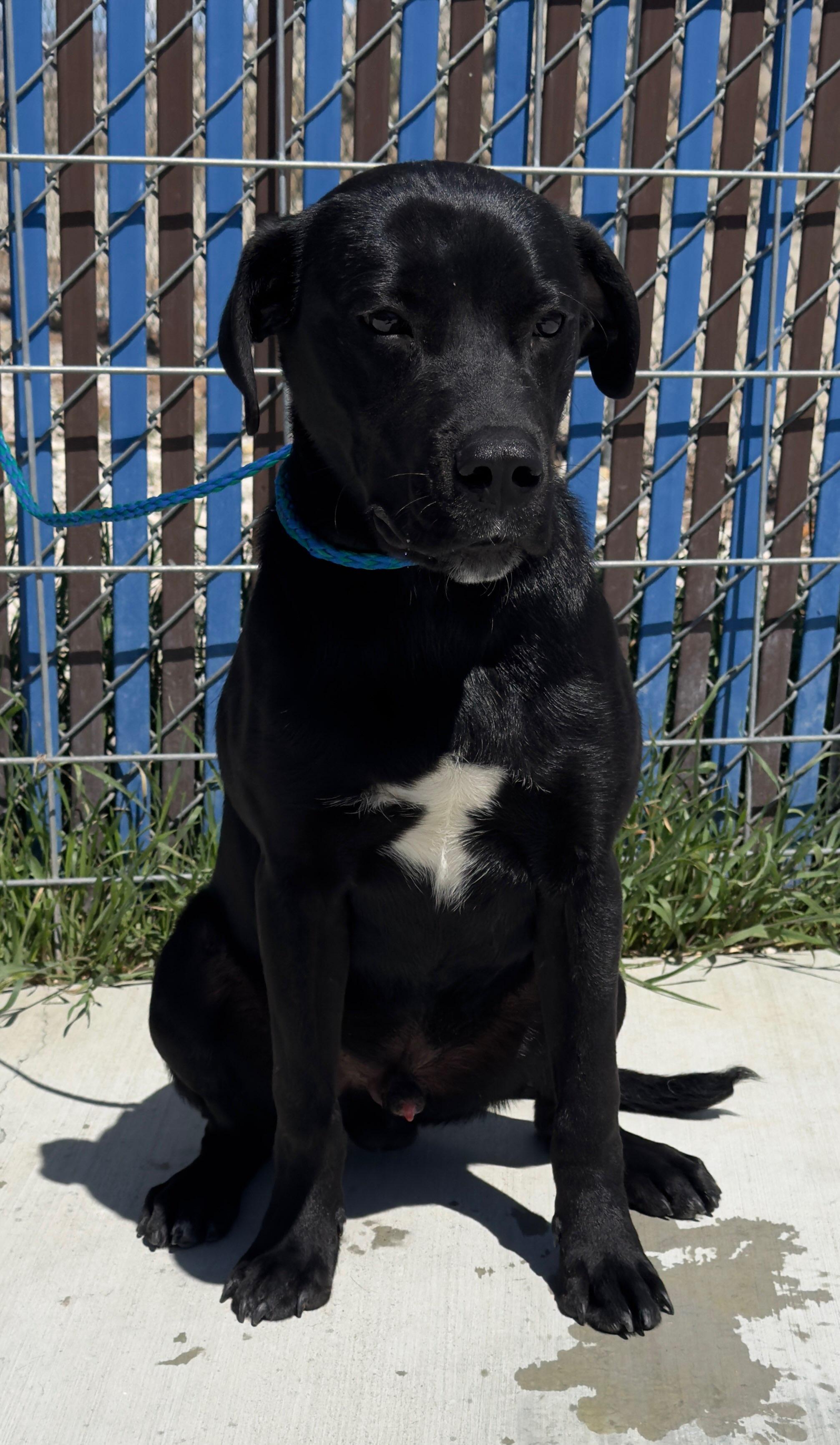 60915418, ADOPTABLE, Young Male Border Collie.