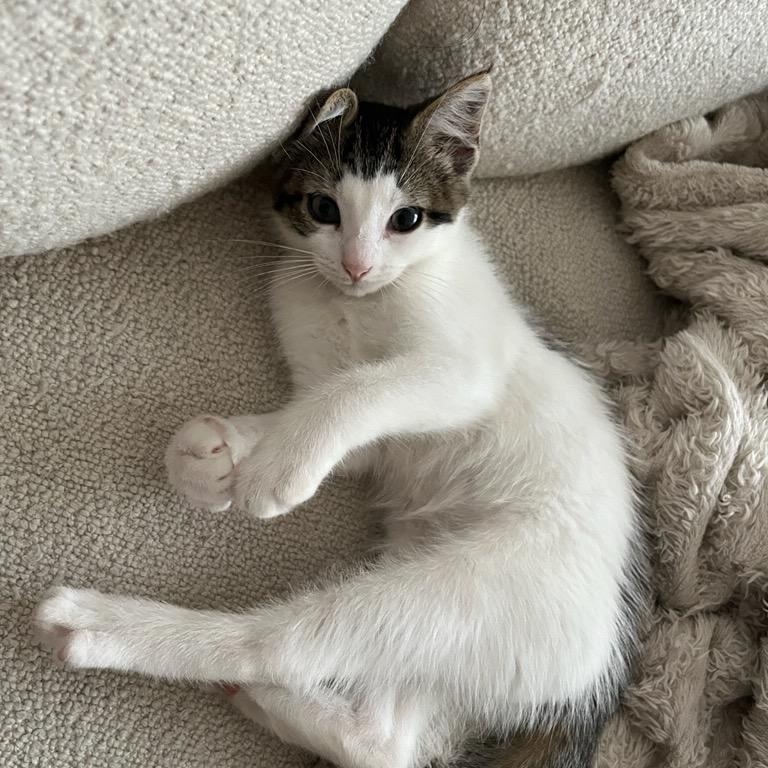 Enlarge May, a Adoptable Domestic Short Hair in Brooklyn, NY image 1/6
