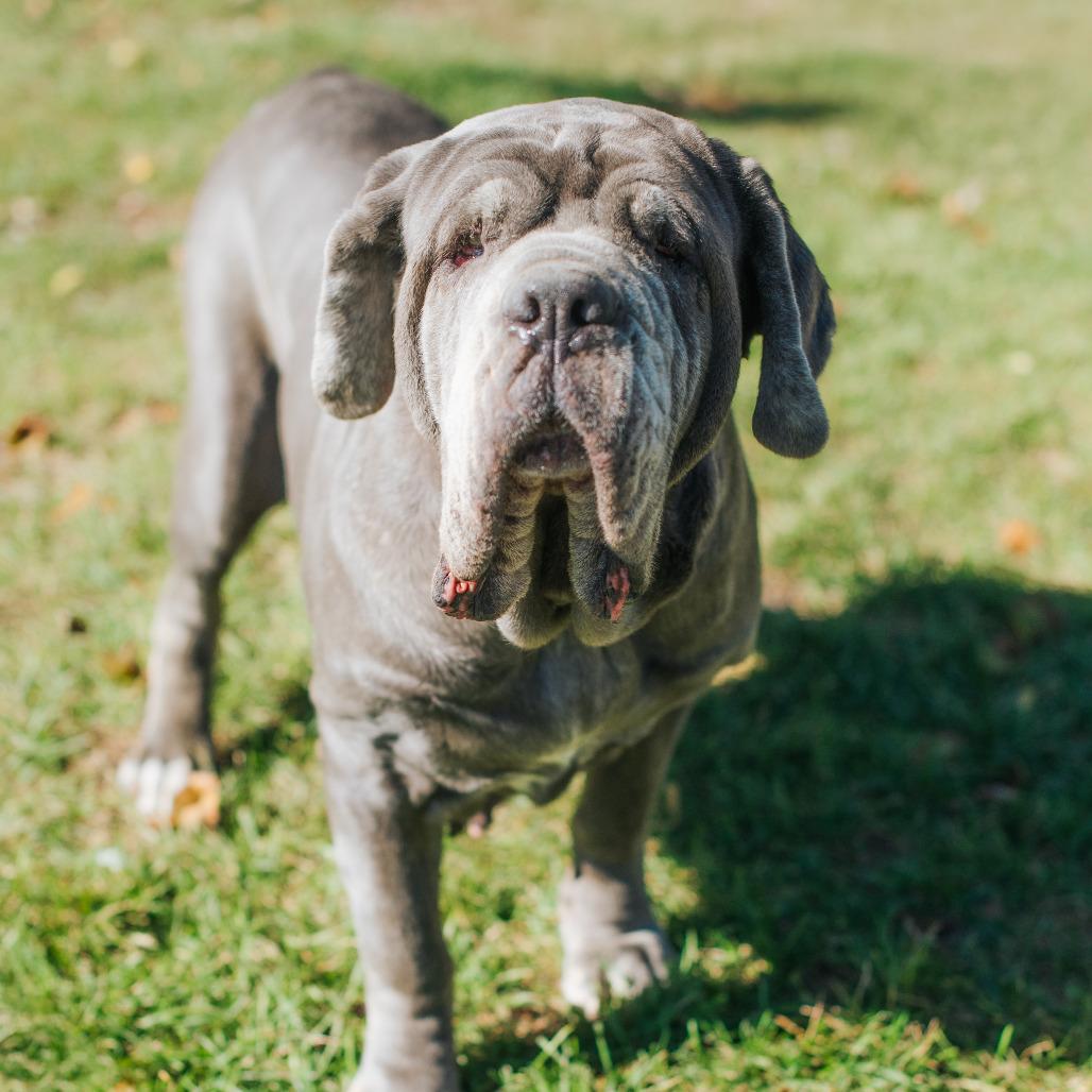 Neopotamus thumbnail 2