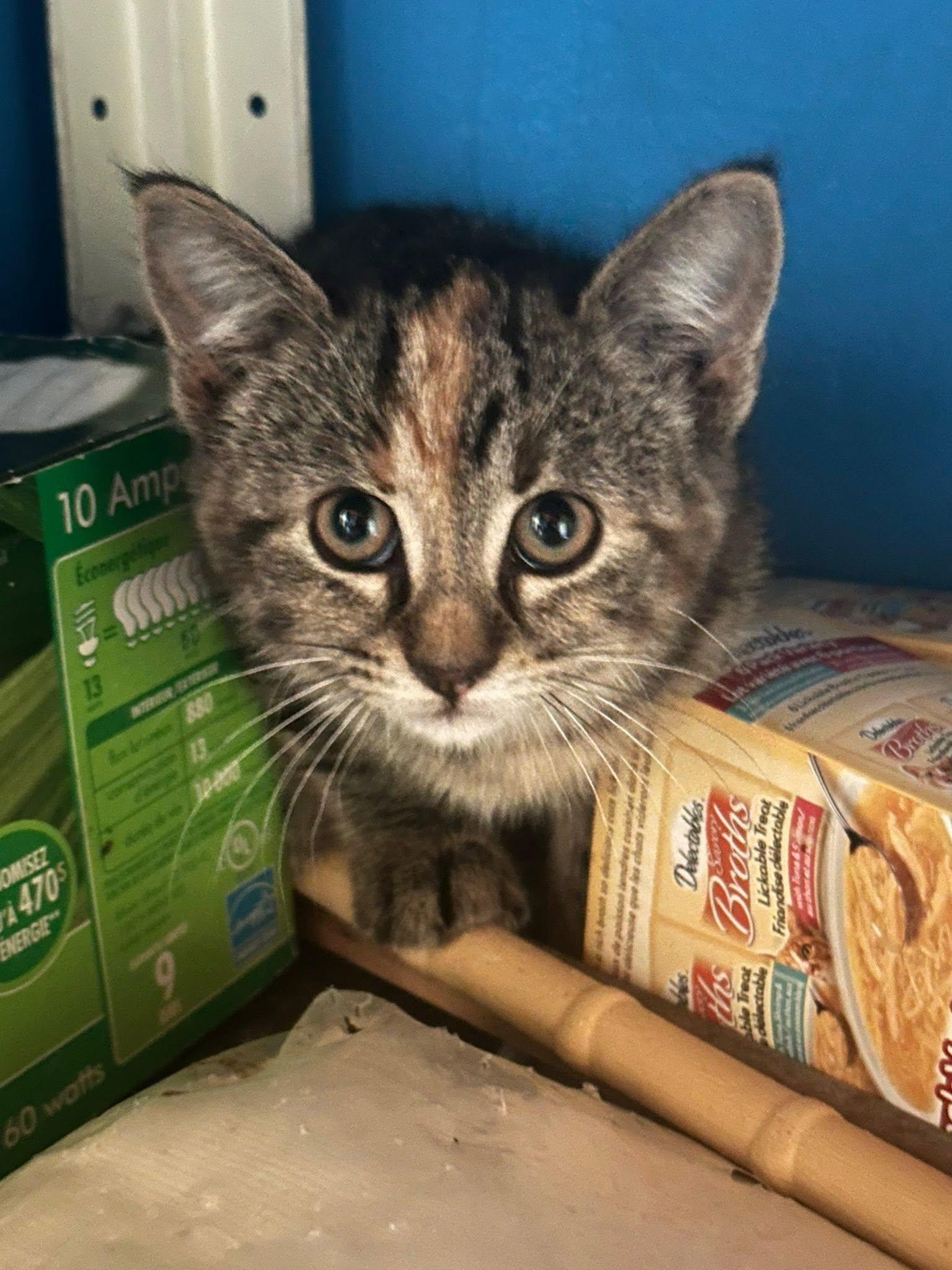 Jade, a ADOPTABLE Tabby in Winnipeg, MB image 1/3