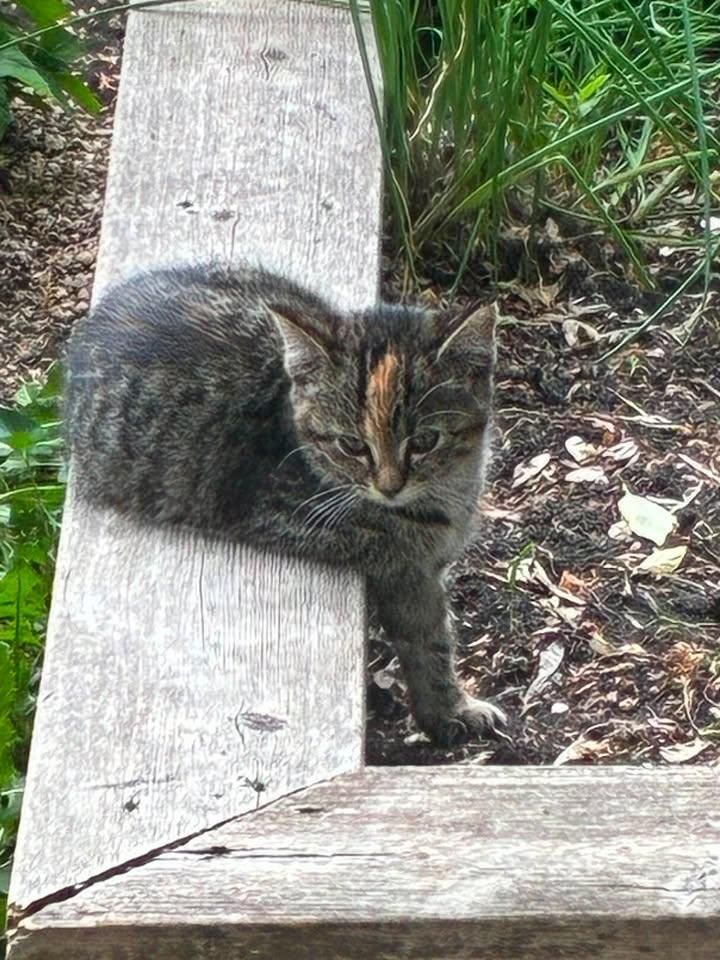 Jade, a ADOPTABLE Tabby in Winnipeg, MB image 2/3